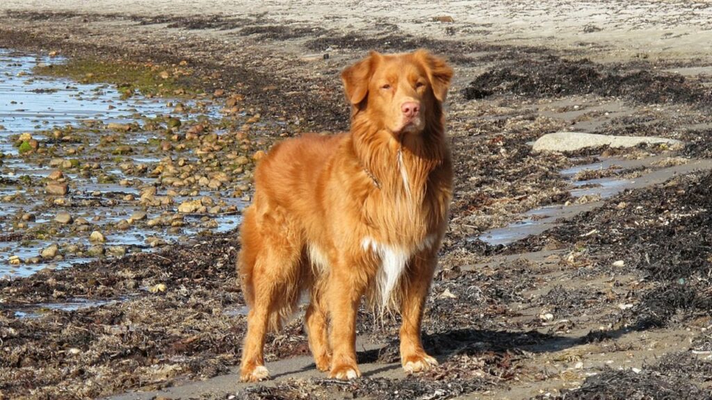 good duck hunting dogs
