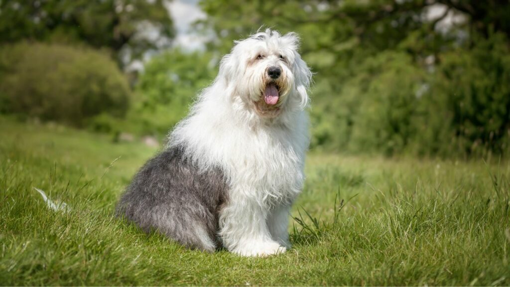 long haired large dog breeds