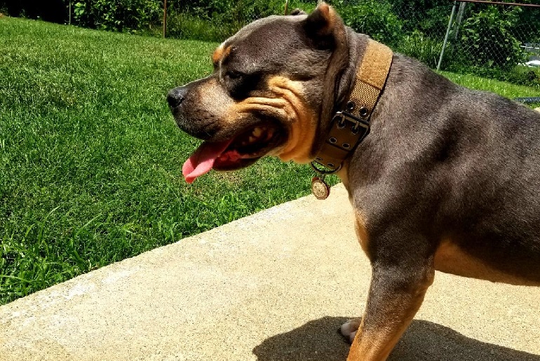 collar for pitbull dogs