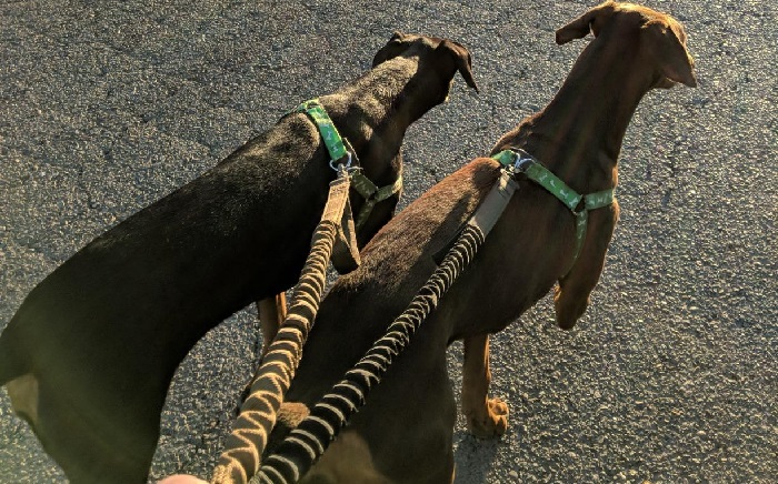 best dog leashes for walking