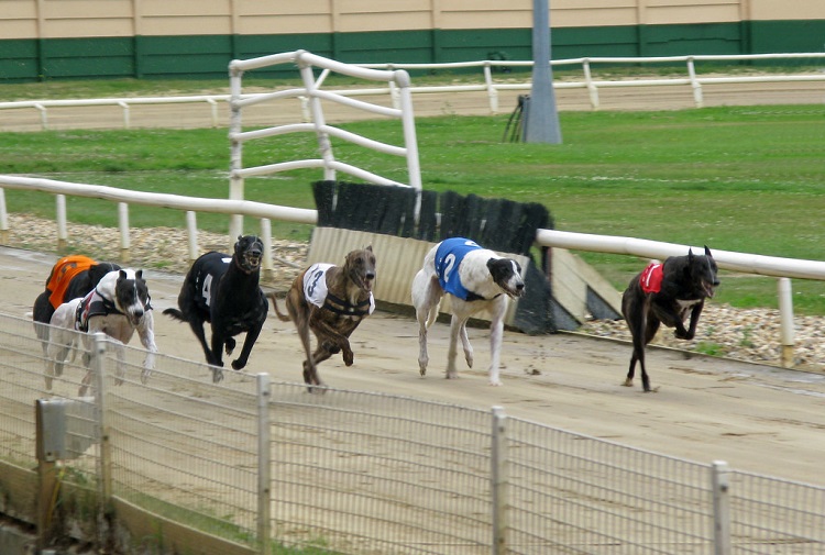 greyhound races