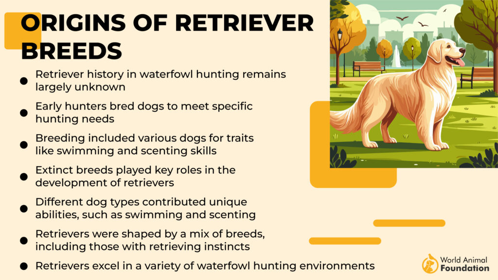 Origins of Retriever Breeds