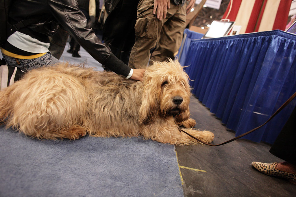 Otterhound