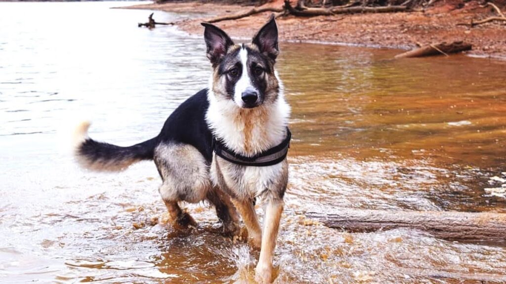 Panda Shepherd