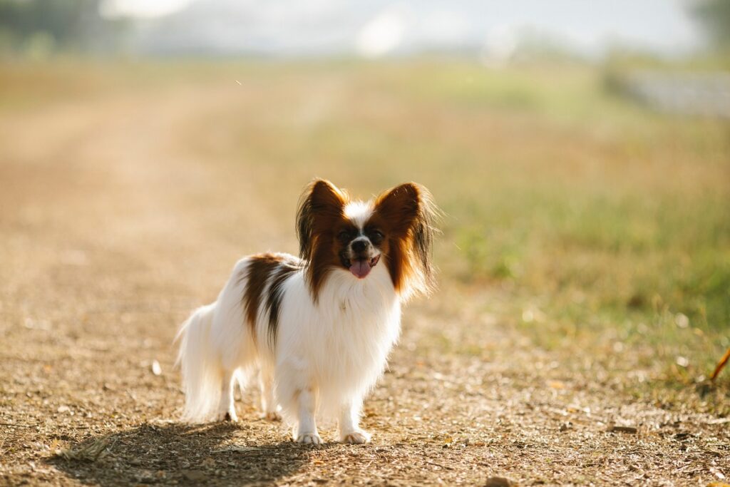 dog that ears stand up
