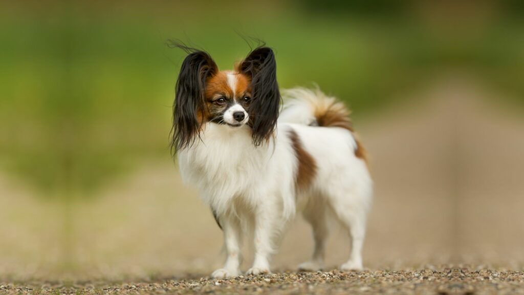 cute small dog breeds