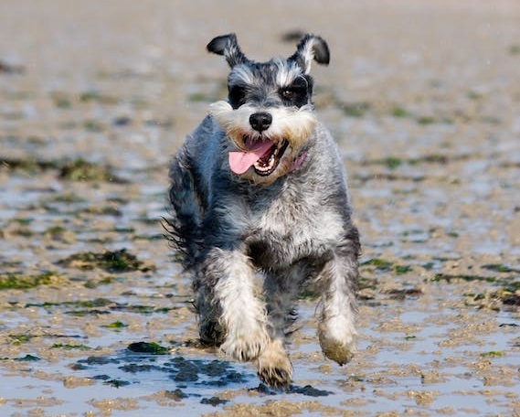 Parti  mini Schnauzer