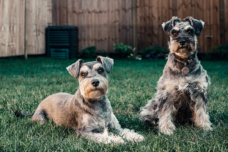 Parti Schnauzer review