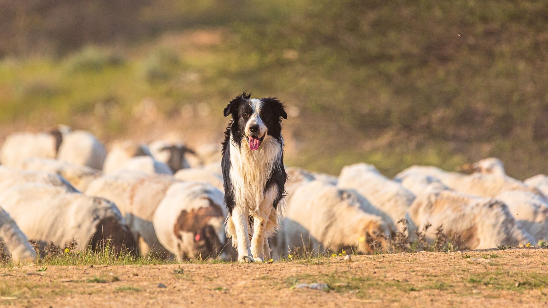 Pastoral Dog Breeds 1