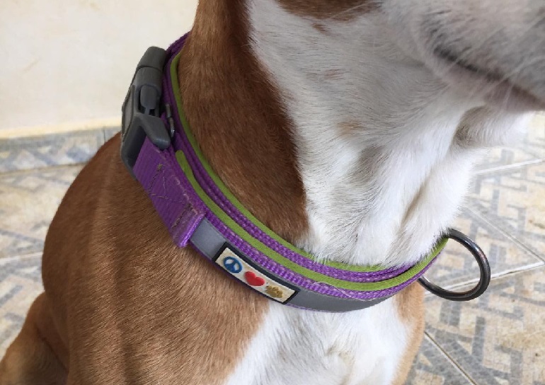 anti itch dog collar