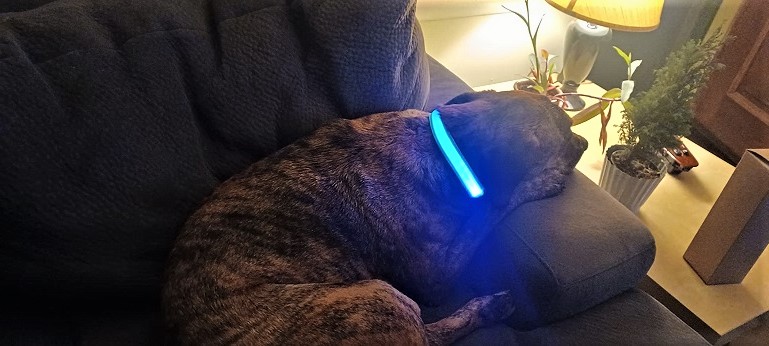 best led dog collars