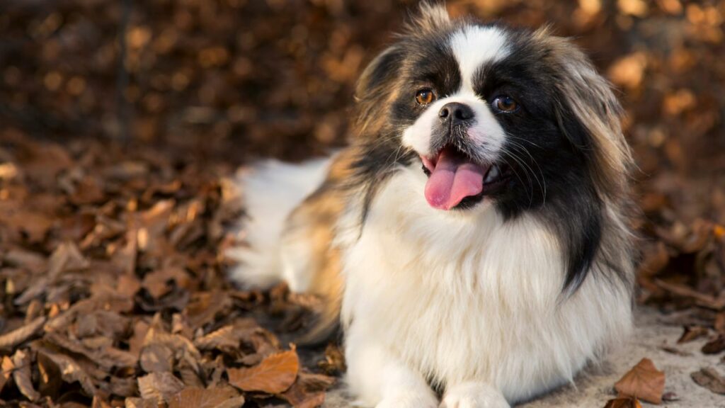 Best Temperament Dog Breeds