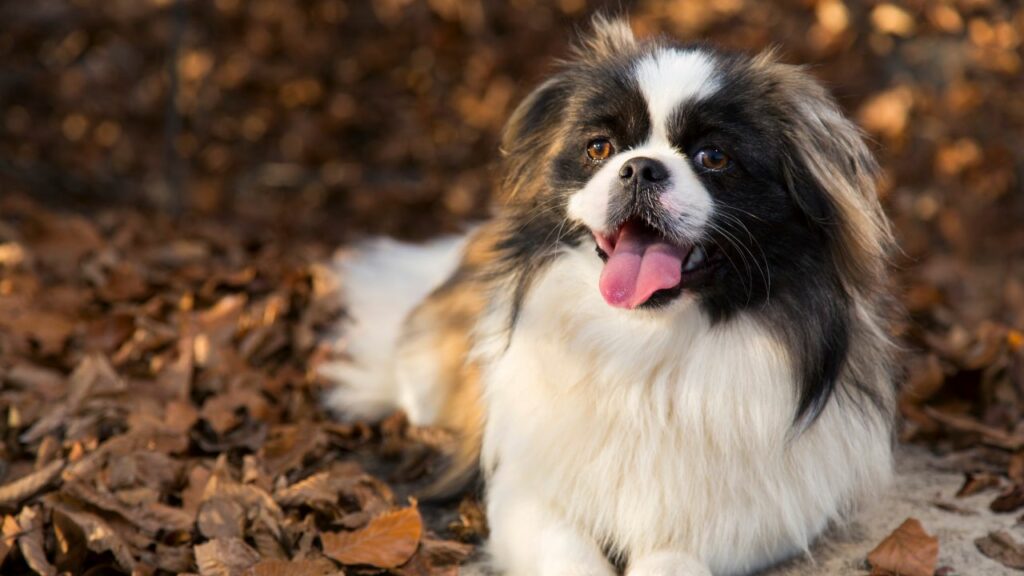 most laid back dog breeds
