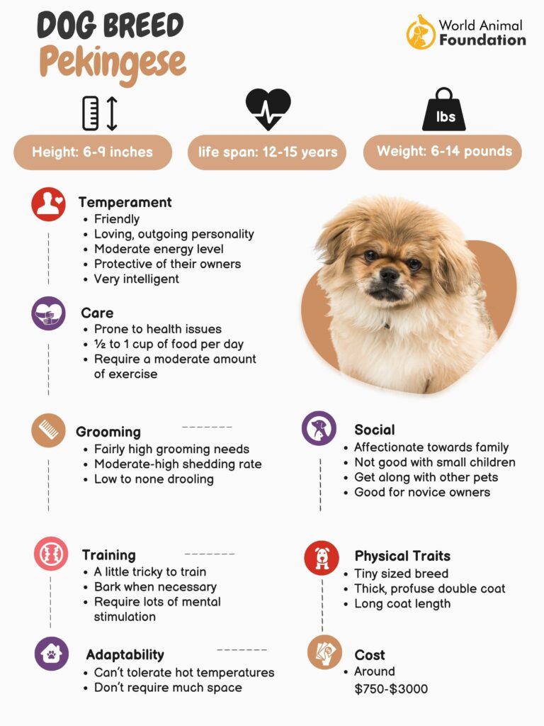 Pekingese