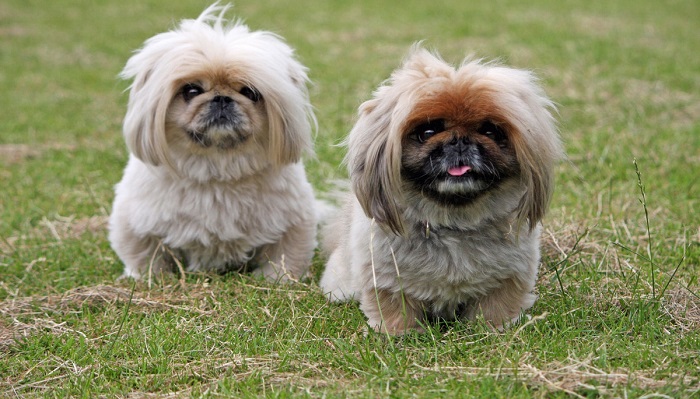 Pekingese Dog review