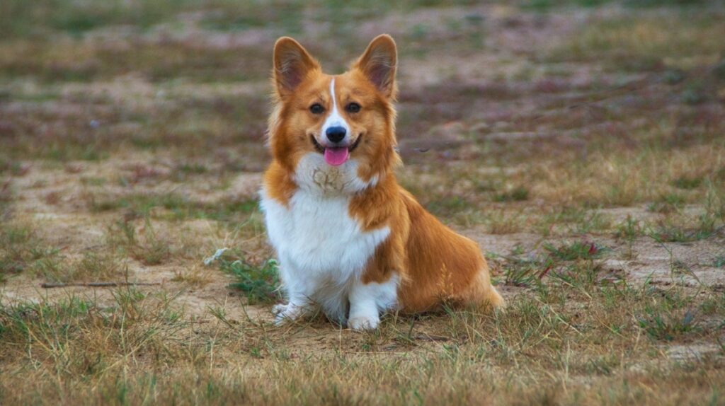 red dog that looks like a fox
