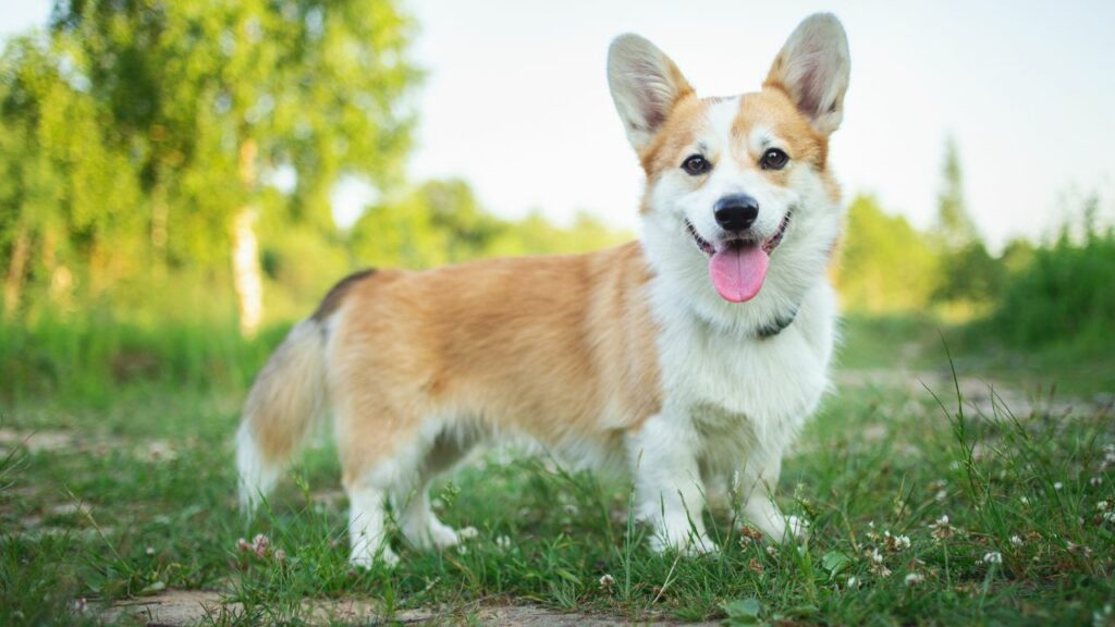 farm dogs breeds