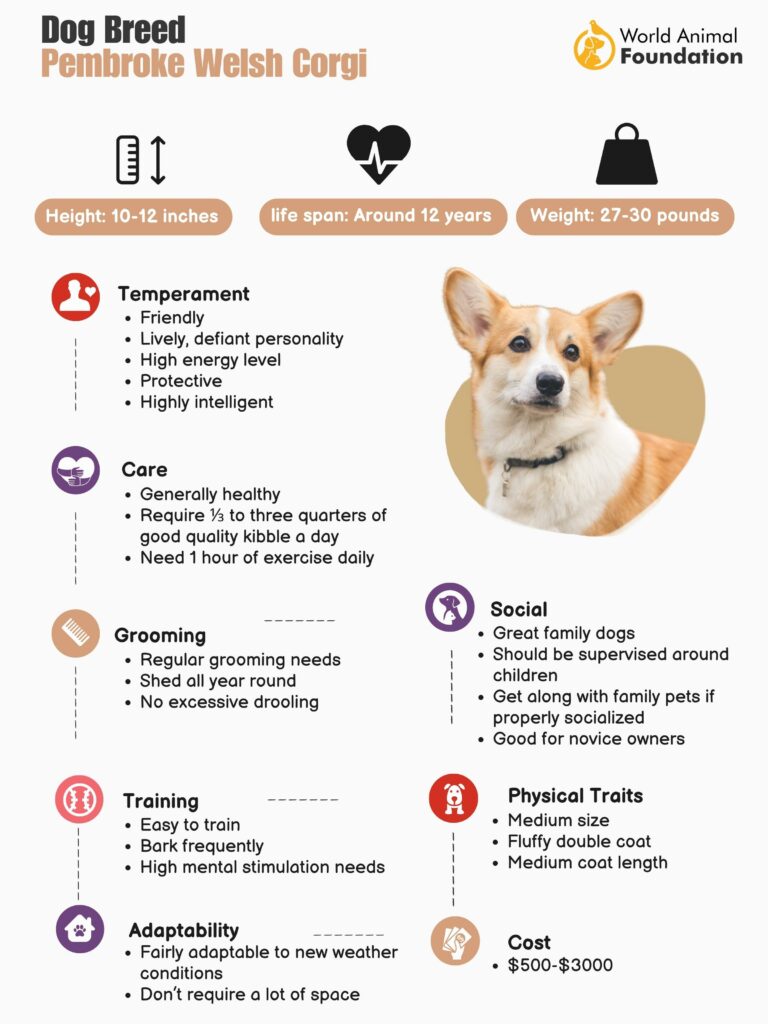 Pembroke Welsh Corgi