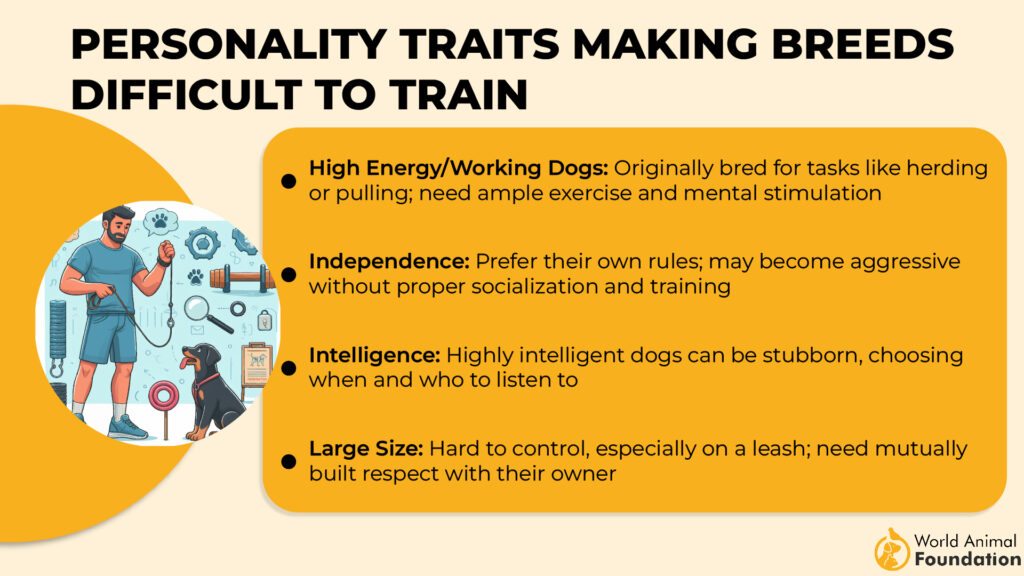 Personality Traits Making Breeds Difficult to Train