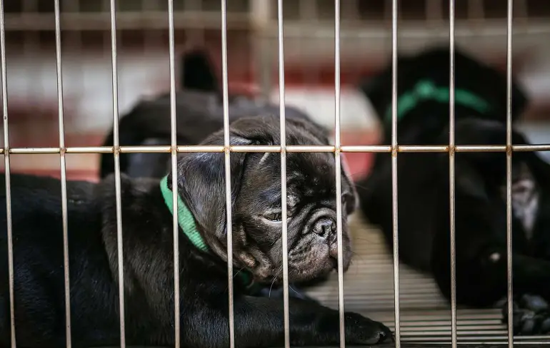 sad puppy mills
