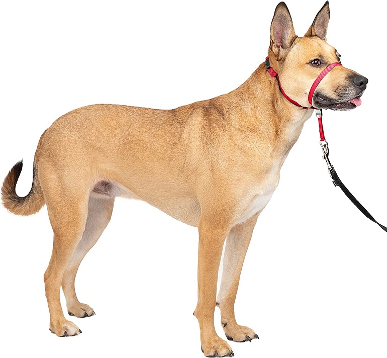 dog leash that prevents pulling