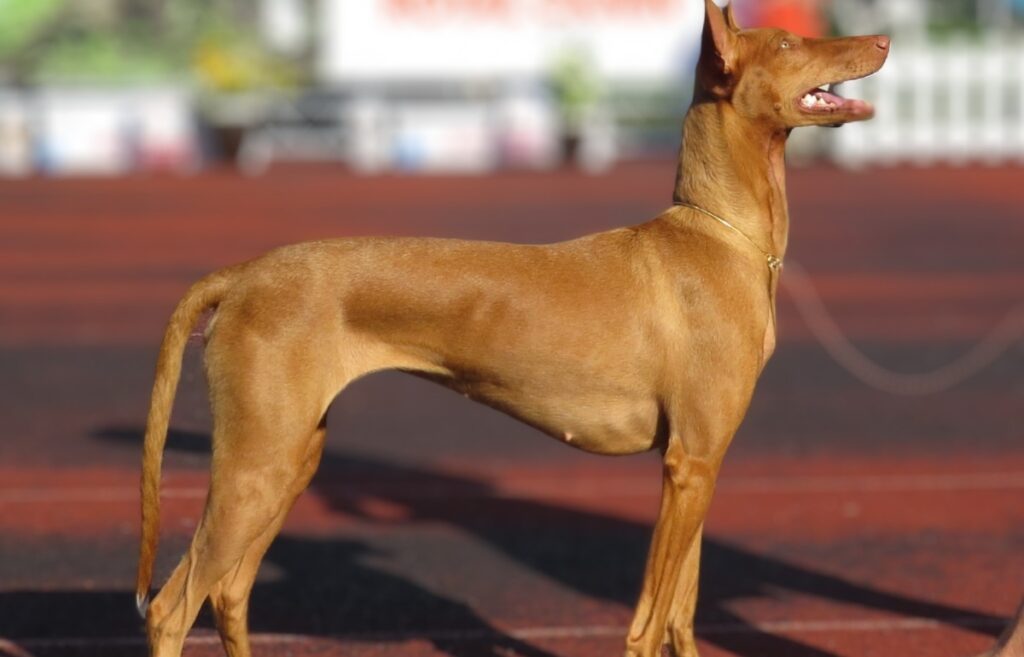 most expensive dog breeds in the world
