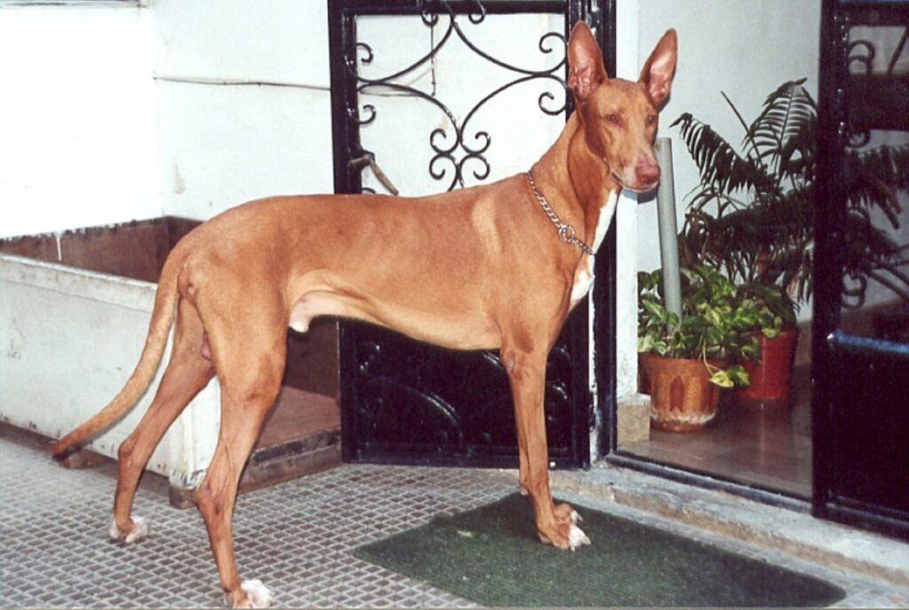 big skinny dog breeds