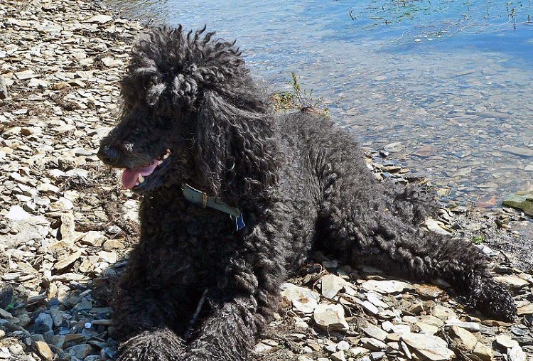 irish water spaniel breed