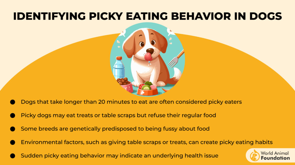 Pickiest Eating Dog Breeds