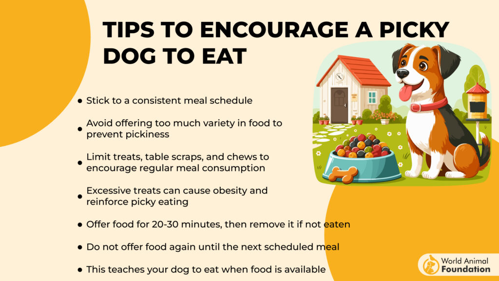 Tips to encourage a picky dog to eat