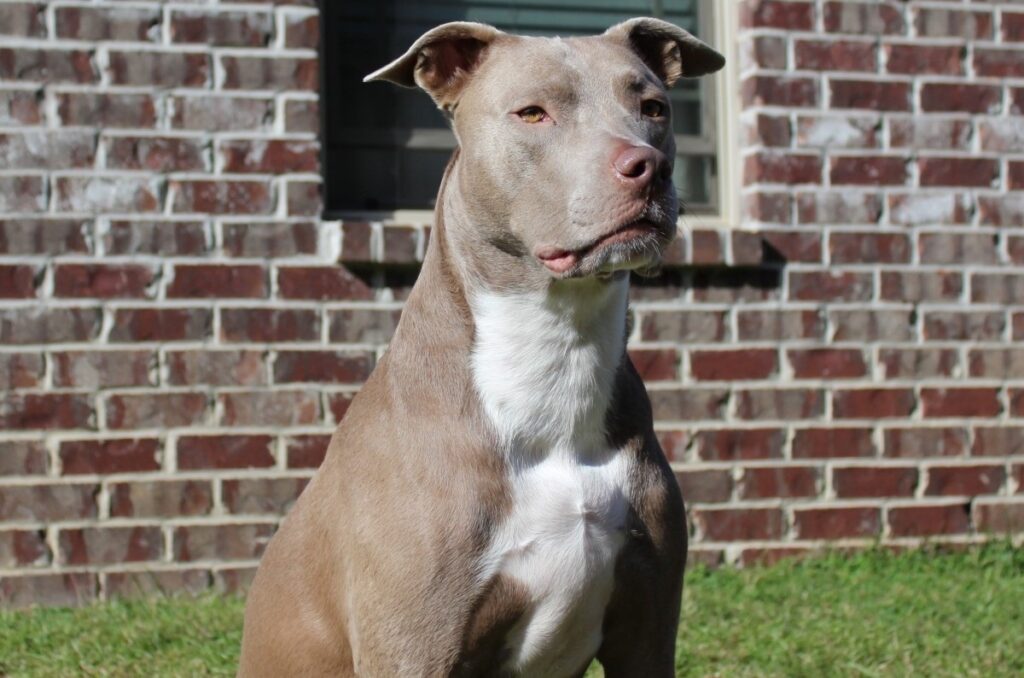 Pit Bull Terrier