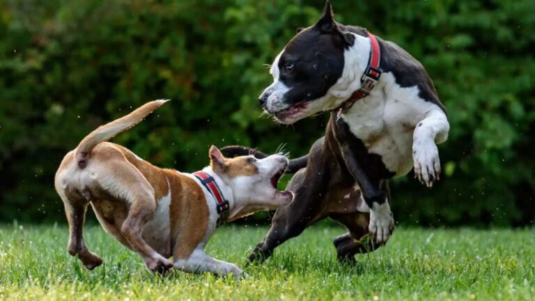 Pitbull Attack Statistics 2024 Myths Facts And Figures En Pet Yolo