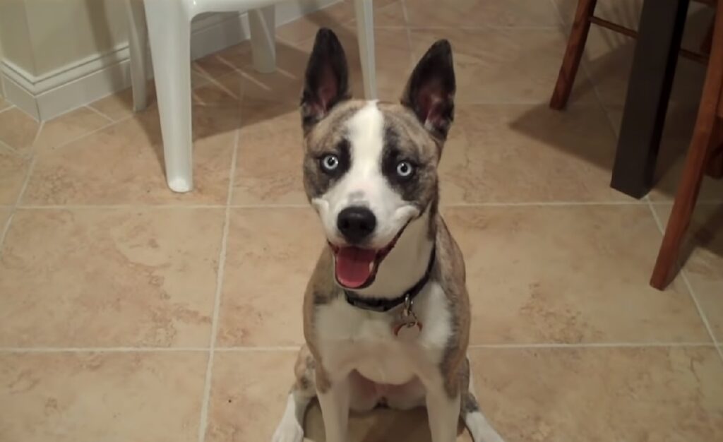 Pitbull Husky Mix