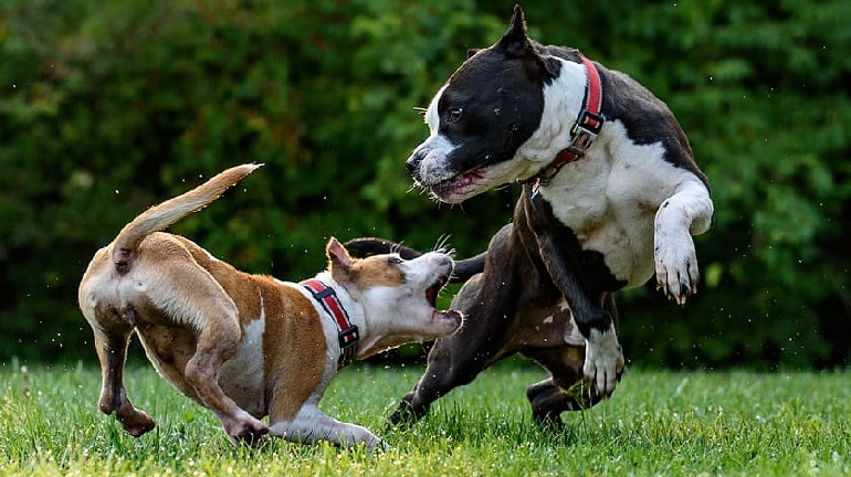 pit bulls as nanny dogs