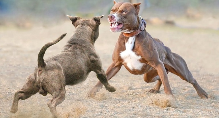 pitbull nanny dog