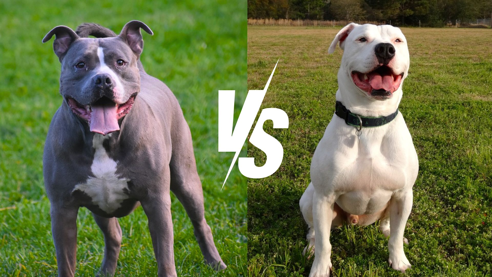 Pitbull vs Bulldog