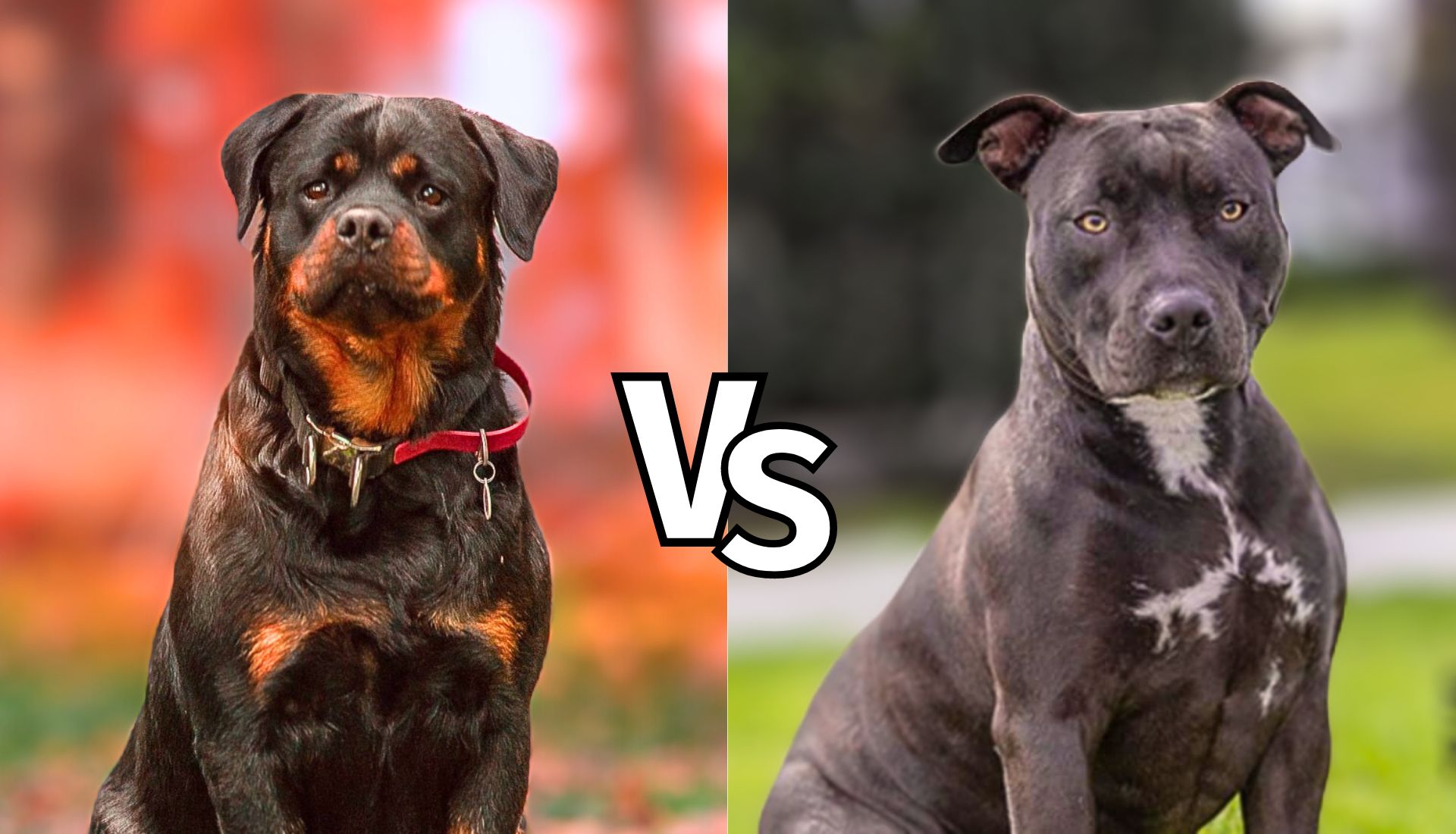 Pitbull vs rottweiler 2