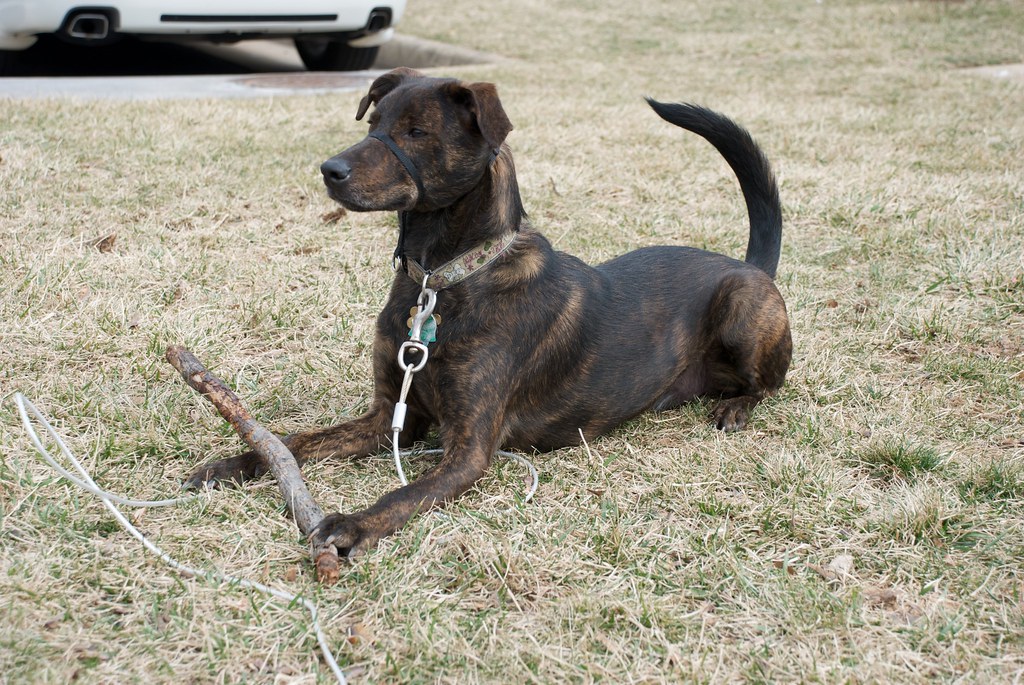 how big do coonhounds get