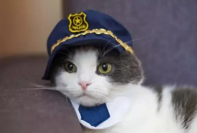 Police Cat Names