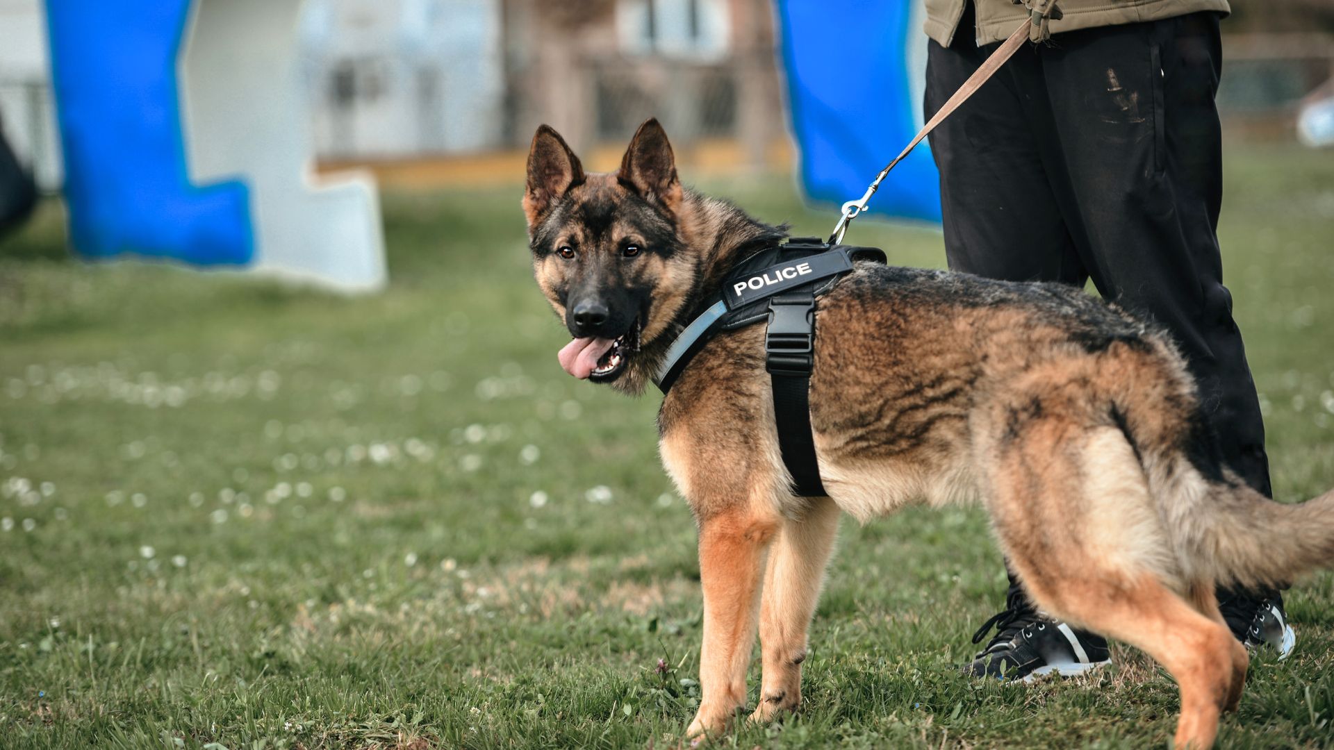 Police Dog Breeds