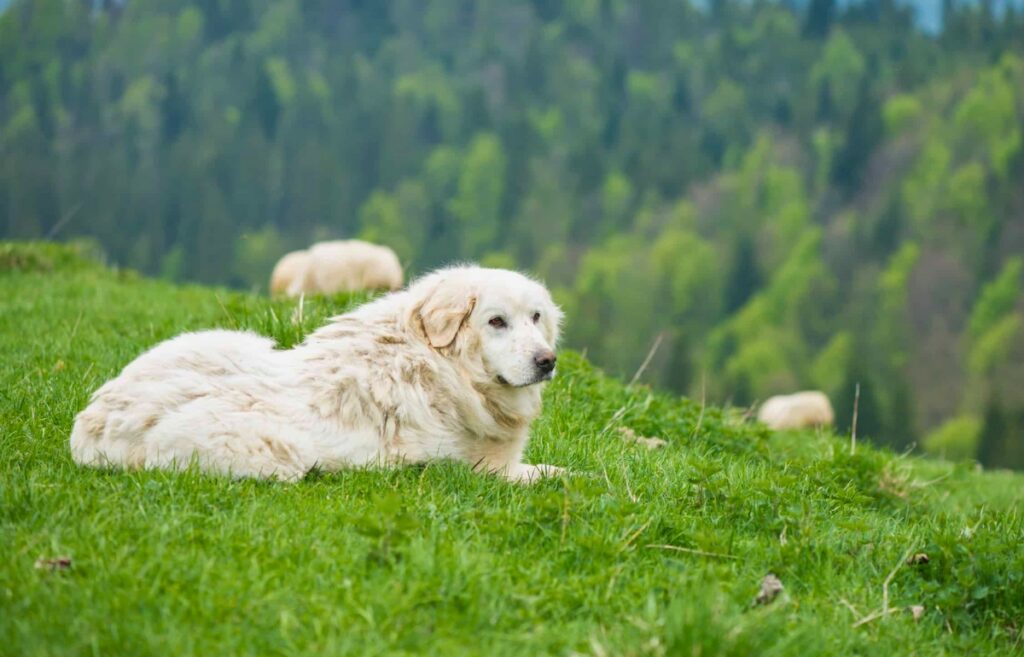 sheep guard dogs
