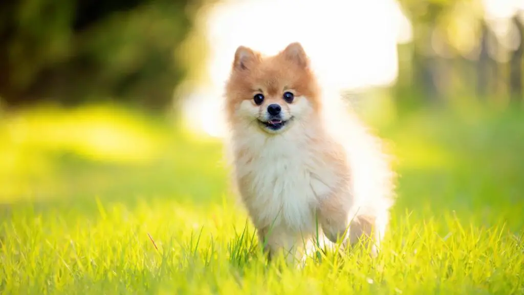 Pomeranian 1