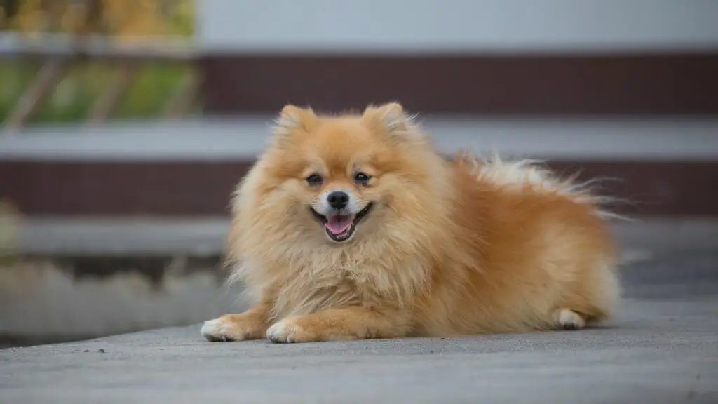 small dog breed
