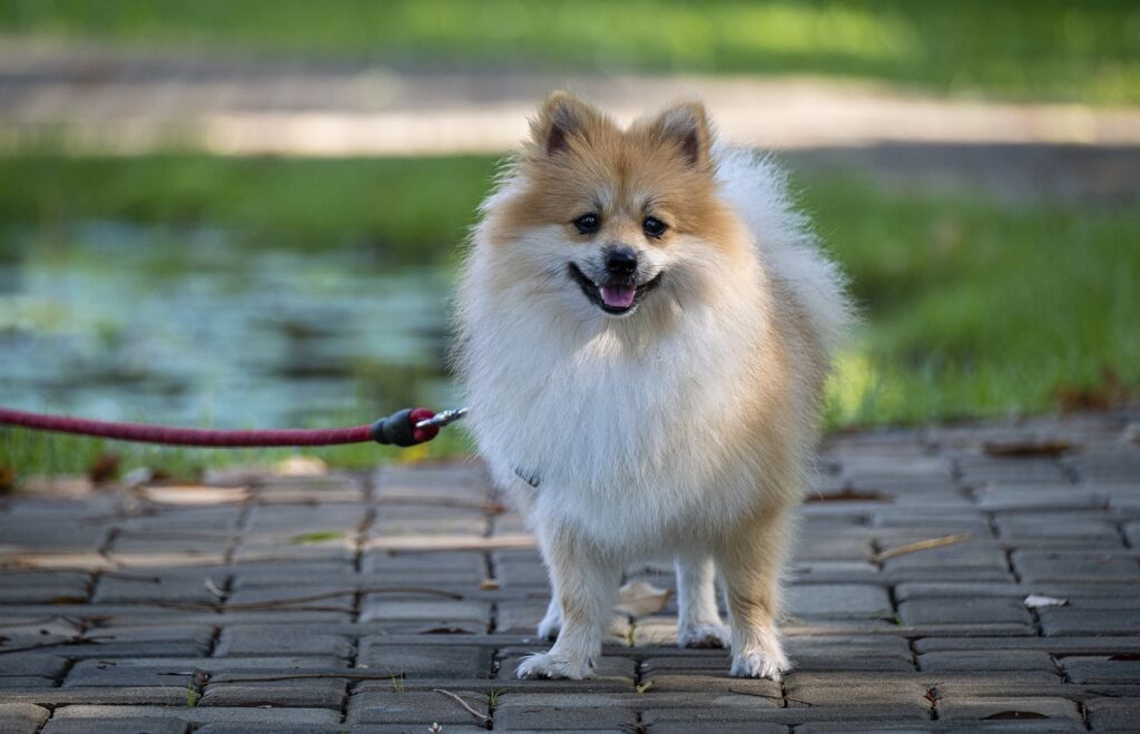 Pomeranian