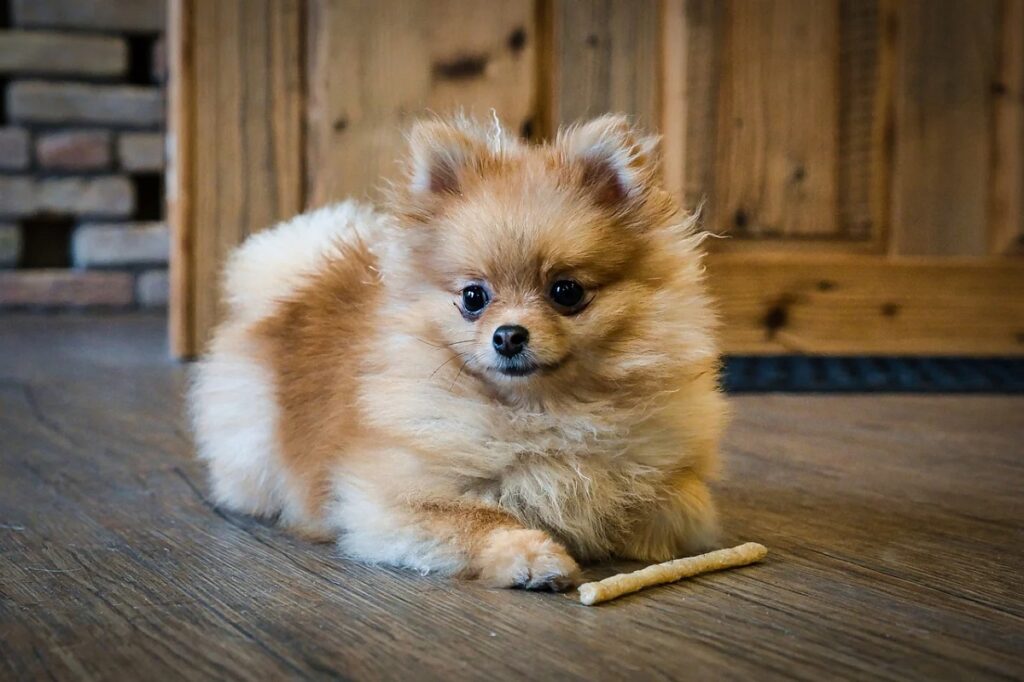 Pomeranian