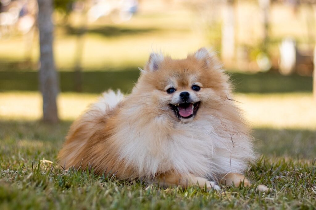 what dog looks like a lion