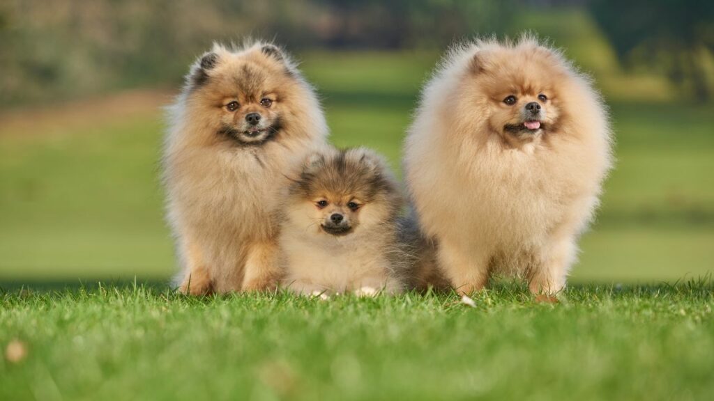 small dog breeds with exceptional lifespan