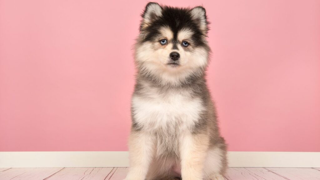 husky mix breeds