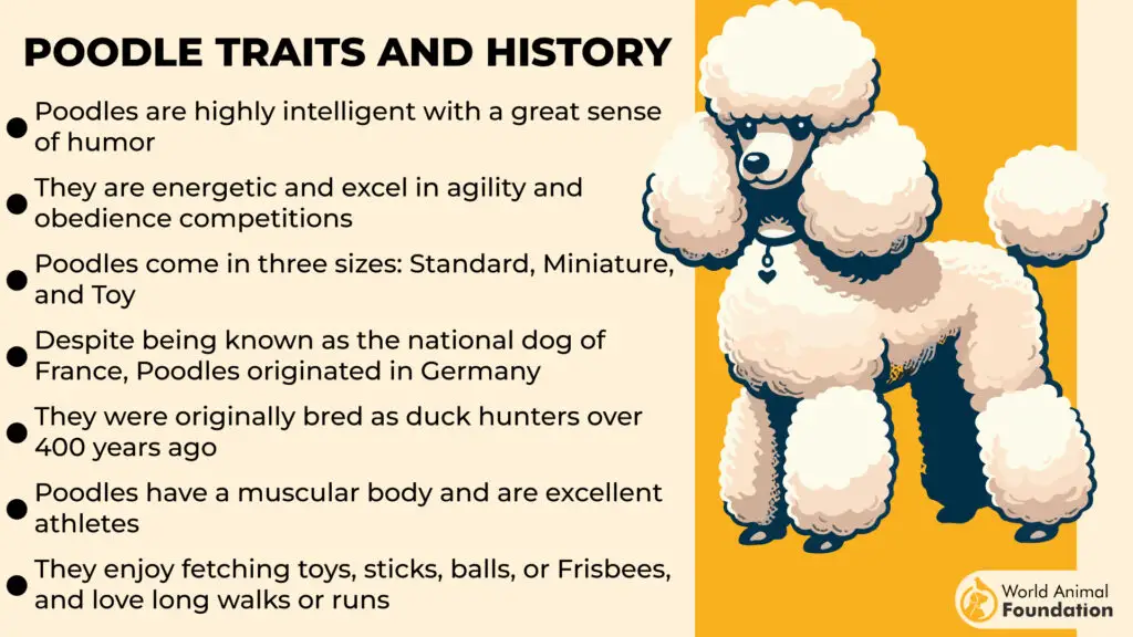 Poodle Traits and History