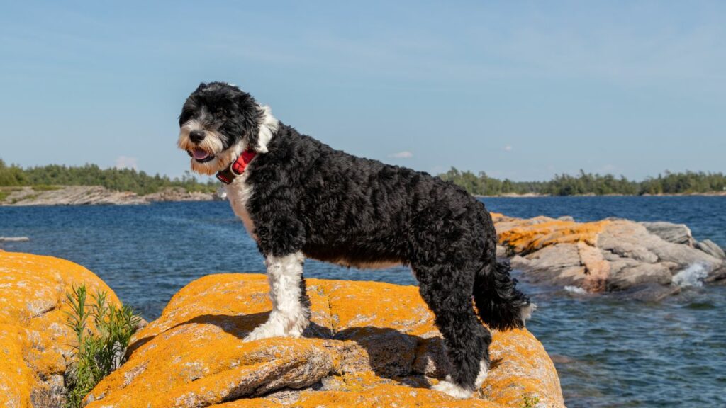 guard dog breeds that like to swim
